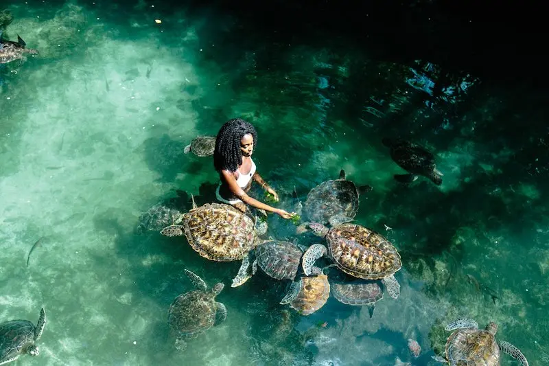 Swimming with sea turtles full day experience